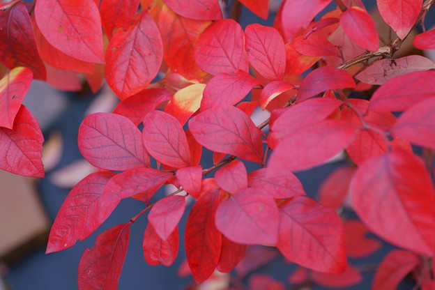 ブルーベリーの紅葉 写真共有サイト フォト蔵