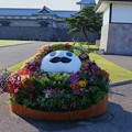Photos: 金沢城　ひゃくまんさんの花壇（寄せ植え）