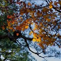 Photos: 松とモミジの紅葉
