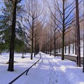 Photos: メタセコイア(2)    雪