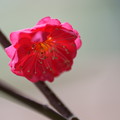 鹿児島紅梅が開花