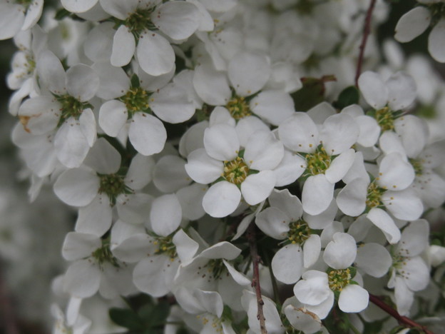 Photos: 白く小さな花