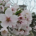 Photos: 桜越し