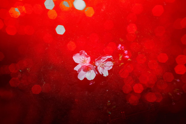 Photos: 赤い花咲いた