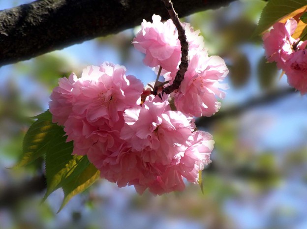 ボタン桜 写真共有サイト フォト蔵