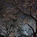夜桜-7437