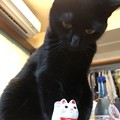Photos: 招き猫 vs ポンちゃん