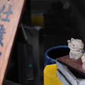 Photos: 豪徳寺の猫たち～支度中～-1808