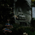 Photos: 大悲願寺の実-1534