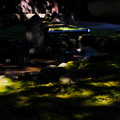 恵林寺 Green Spot-1567