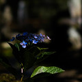 恵林寺 季節外れの紫陽花-1556