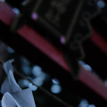 Photos: 三輪神社-1617