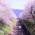 御殿場線山北の桜トンネル。。桜舞う風景 3月31日