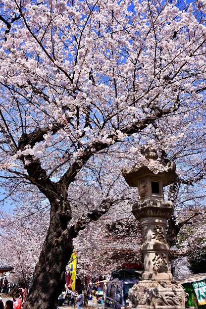 東京都大田区 池上本願寺の桜(1)。。20180325