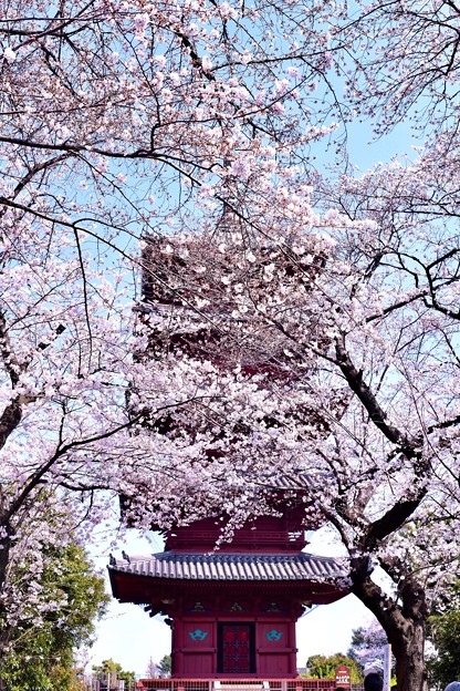 池上本願寺の五重の塔と桜(1)。。20180325