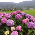 撮って出し。。あじさいの里 開成町へ田植え終えた田んぼと紫陽花 6月10日