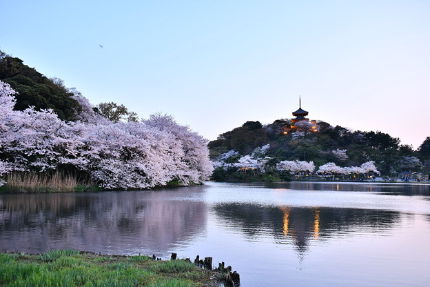 夕暮れへ横浜三渓園。。桜満開だった 20180330