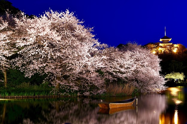 夜桜の横浜三渓園 3 写真共有サイト フォト蔵