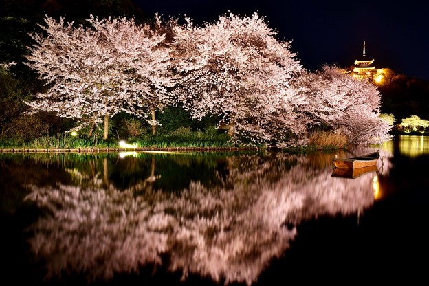 水面に映り込む夜桜。。横浜三渓園(1)  20180330