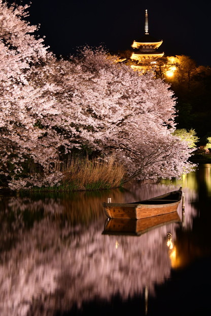 水面に映り込む夜桜。。横浜三渓園(2)  20180330