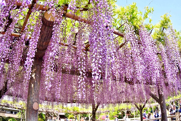 綺麗な紫の藤の花 亀戸天神 写真共有サイト フォト蔵