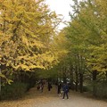 Photos: 撮って出し。。今年も見頃の昭和記念公園いちょう 11月11日