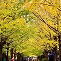 撮って出し。。上も下もいちょうの葉 賑わう昭和記念公園いちょう並木 11月11日