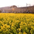 撮って出し。。郊外に行かなくても横浜市内住宅街に菜の花畑(1) 20190223