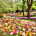 撮って出し。。メルヘンな風景 昭和記念公園チューリップ(1)