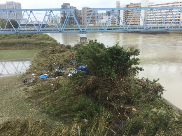 Photos: 先日台風19号の爪跡。。川崎市多摩川河川敷。。荒地に 20191014