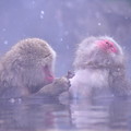 地獄谷温泉の野猿公苑のお猿たち(3)