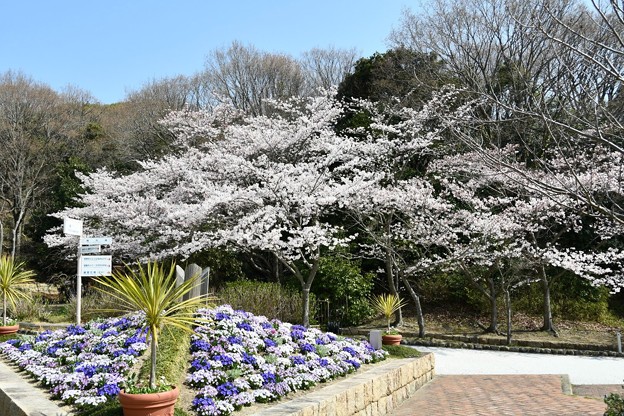 20180329桜総合運動公園1DSC_2566