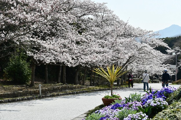 20180329桜総合運動公園2DSC_2568