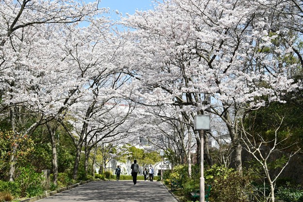 20180329桜総合運動公園3DSC_2569