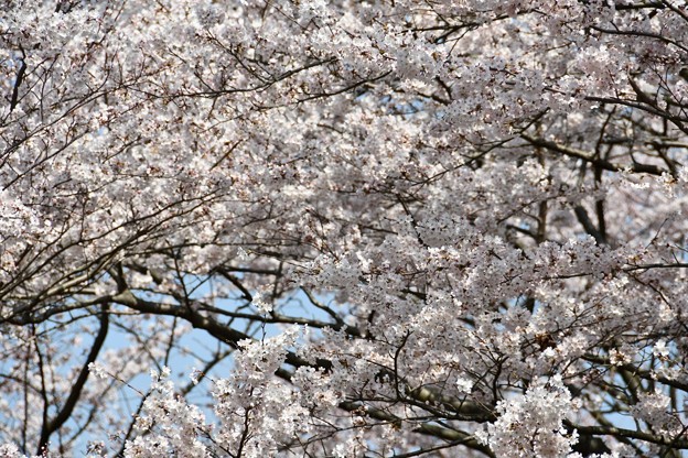 20180329桜総合運動公園4DSC_2570