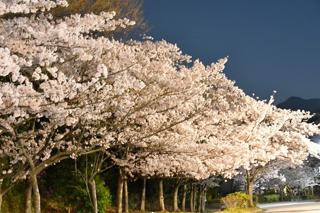 20180331総合運動公園夜桜1DSC_2896