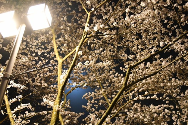 20180331総合運動公園夜桜2DSC_2892