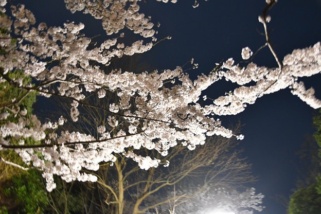 20180331総合運動公園夜桜3DSC_2893