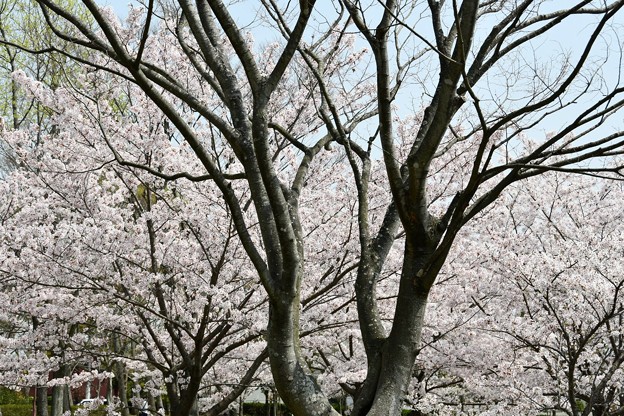 20180402西神中央公園1DSC_3390