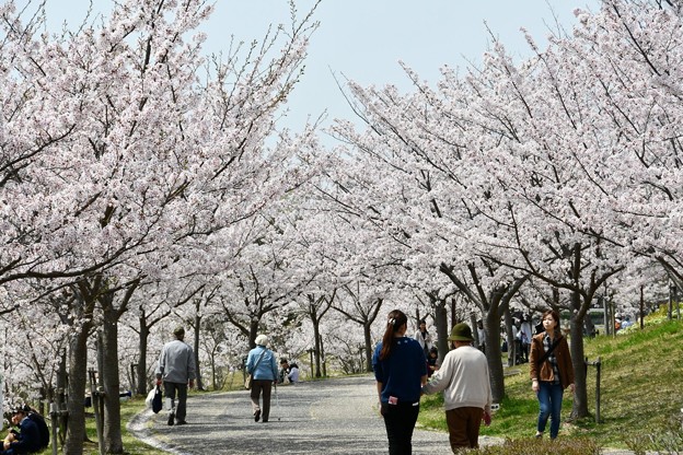 20180402西神中央公園2DSC_3393