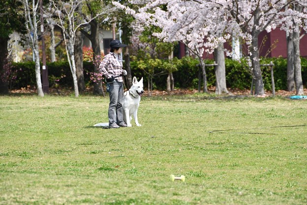 20180402西神中央公園3DSC_3397