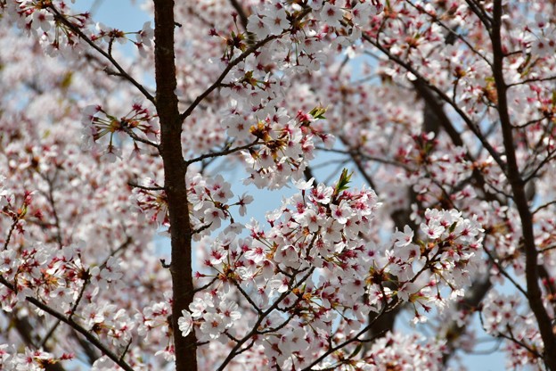 20180402西神中央公園4DSC_3402