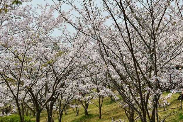 20180402西神中央公園5DSC_3403