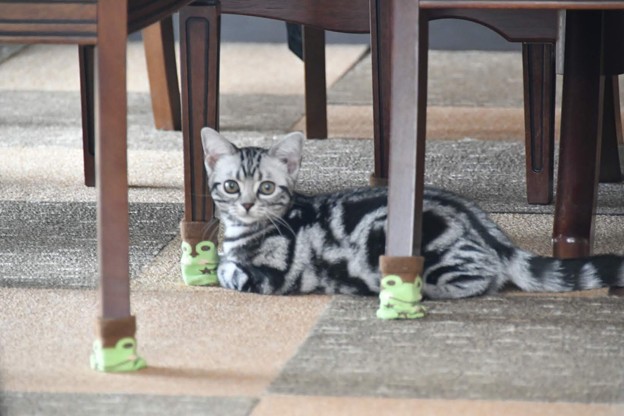 20180729グラン1DSC_5732