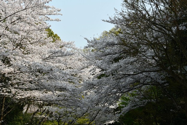 20190407桜8 B3FE131E-B251-403B-A00A-68798A5216EF