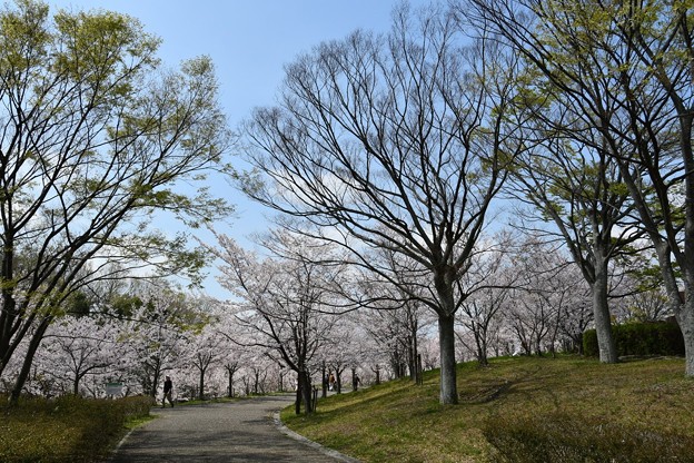 20190408桜6 540F142F-2F0B-46CB-95F7-CA97E43D1983