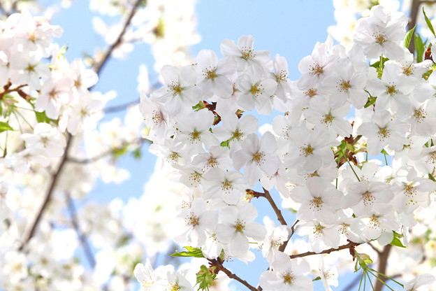 白い桜 Photo Sharing Photozou