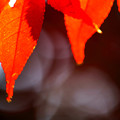 Photos: 深まる秋