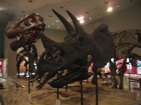 トリケラトプス＆ティラノサウルス