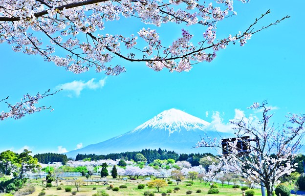必要火急の風景～富士＆桜～
